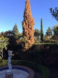 See full list on gardenguides.com How Much Water Should I Give To A 20 Foot Italian Cypress Tree Gardening Landscaping Stack Exchange