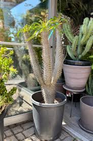 Image result for Pachypodium