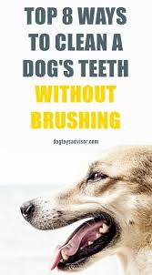 8 Ways To Clean A Dog S Teeth Without Brushing Dog Teeth Dog Dental Dog Teeth Cleaning