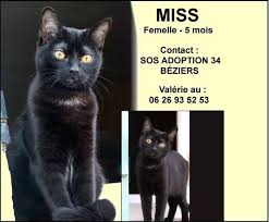 Miss De Sos Adoption 34 A Beziers Adoptee Perle Noire Adoption Beziers