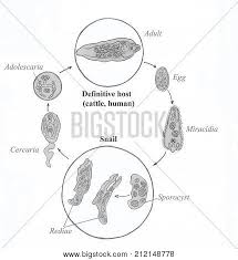 Fasciola hepatica fasciolosis is an economically important and potentially fatal liver fluke in sheep. Common Liver Fluke Image Photo Free Trial Bigstock
