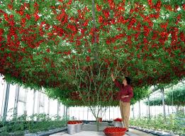 It likely originated in the andes of ecuador, peru, or bolivia though no one is quite sure. 30 Wts Tomato Trees Ideas Tomato Tree Tomato Change The World