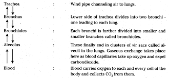 explain with the help of a flow chart the path way of air