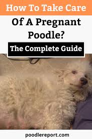 How To Care For A Pregnant Poodle The Complete Guide Pregnant Dog Pregnant Poodle