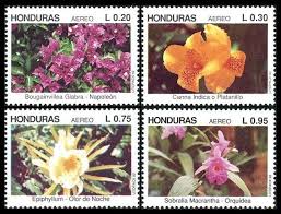 Image result for Pimpinella alismatifolia