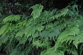 Image result for Adiantum comorense