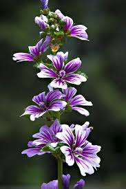 Unknown Flower 2 Its Malva In 2020 Exotische Blumen Beste Blumen Lila Blumen