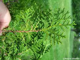 Image result for Platycladus orientalis