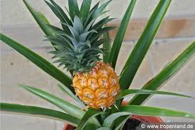 Tropenland At Exotische Pflanzen Selbst Ziehen In 2020 Pflanzen Ananas Pflanzen Exotische Pflanzen
