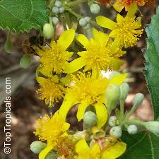 Image result for Grewia stolzii