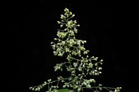 Image result for Isachne kiyalaensis