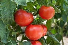 Tomato favor is largely dependent on. Plant Of The Week Tomato Caerphilly Garden Centre Cardiff