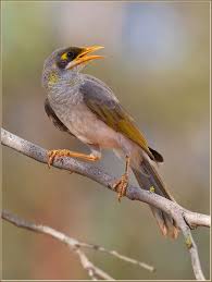 Birds That Sing In The Morning Australia Yellow Faced Honeyreater Lichenostomus Chrysops A Medium Small Bird Found In Australia One Of The First Birds To Be Hear Birds Small Birds Australian Birds