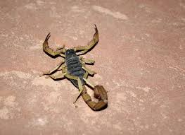 Scorpion Scorpion Animals