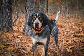 Bloodhound Dog Breed Information