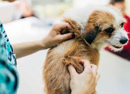 Image result for what do Cheyletiella look like in dog fur