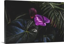 Plectranthus ciliatus (candlestick plant, blue spur flower) develops a purple underside in strong light; Close Up Of A Tropical Plant With Vibrant Purple Flowers And Broad Green Leaves Wall Art Canvas Prints Framed Prints Wall Peels Great Big Canvas