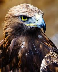 Animaux Pet Birds Wild Birds Raptors Bird