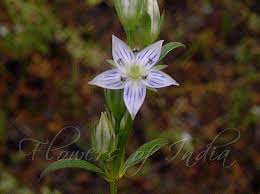 Image result for Swertia tetrandra