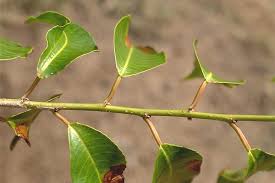 Image result for Shirakiopsis