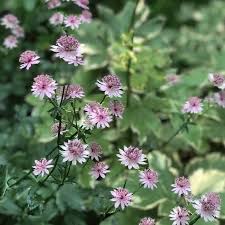 Image result for Astrantia major `Roma`