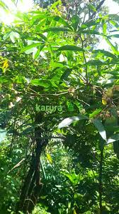 Image result for Suregada procera