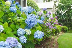 We recommend the best hydrangea varieties for growing in containers, attracting pollinators, providing privacy. 14 Beautiful Hydrangea Varieties