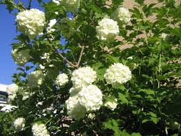 Fiorisce con grappoli di fiori bianchi a cui seguono da settembre frutti rotondi rossi, commestibili ed ornamentali. Il Viburnum O Viburno Bellissimo Albero Dai Fiori Profumati