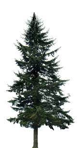 Pine Tree Big Tree Photoshop Pine Tree Tattoo Pine Tree Silhouette