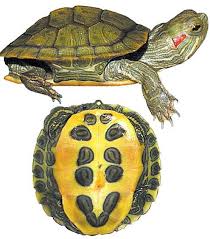 Red Eared Slider Popular Turtle Pet Red Eared Slider Red Eared Slider Turtle Red Ear Turtle