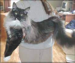 chat des forets norvegiennes chat norvegien