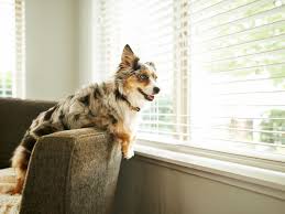 Oct 23, 2019 · the border collie australian shepherd mix combines two intelligent, energetic and affectionate breeds into one fun, active package. Miniature American Shepherd Mini Aussie Shepherd Full Profile History And Care