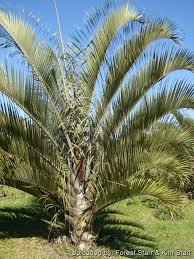 Image result for Dypsis decaryi
