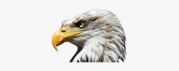 Burung garuda berwarna kuning emas mengepakkan sayapnya dengan gagah menoleh ke kanan. Eagle Eagle White Neck Eagle White Png And Psd Burung Garuda Tampak Samping 360x360 Png Download Pngkit