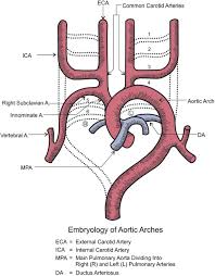 The left and right common carotid arteries ascend up the neck, lateral to the trachea and the oesophagus. Retropharyngeal Internal Carotid Artery A Rare Presentation With Significant Clinical Implications Annals Of Vascular Surgery