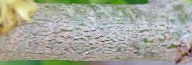 Image result for Coddia rudis