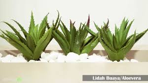 Tanaman daun zebra ( aphelandra squarrosa). Jenis Tanaman Hias Yang Bisa Hidup Di Dalam Ruangan Indoor Plants Untuk Membersihkan Udara Youtube
