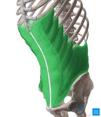 The gemellus superior and inferior Internal Oblique External Oblique Transversus Muscle Kenhub