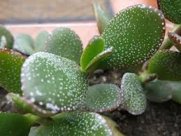 Maybe you would like to learn more about one of these? How To Fix White Spots On Jade Plant Succulents Network