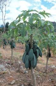 Image result for Vasconcellea