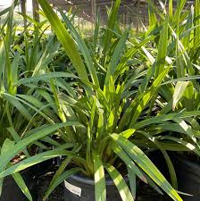 Image result for Dianella