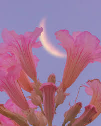Find images and videos about pink, food and aesthetic on we heart it . Loveless Anime A Blog On Tumblr Never Miss A Post From Loveless Anime Make Gifs Find Your Community Only In The App Get The App No Thanks 1 5m Ratings 277k Ratings See That S What The App Is Perfect For Sounds Perfect Wahhhh I Don T Wanna Posts