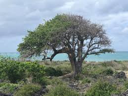 Image result for Sterculia africana