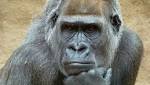 gorilla channel Donald Trump? Satire