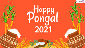 Pongal festival best to watch and joy the movie. Pongal 2021 Date And Significance Know About The Celebrations Of Bhogi Surya Mattu And Kanum Pongal Harvest Festival Latestly