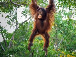 Orangutans have an enormous arm span. Conservation Efforts Stabilising Endangered Orangutan Numbers Bbc Science Focus Magazine