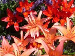 Why send flowers when you can send delicious food? 5 Edible Alternatives To Sending Flowers Holidappy
