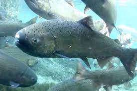 Saltwater permits please be sure to follow all laws and regulations in the waters in which you are fishing. Chinook Salmon Limits Set To Zero In Some Bc Tidal Waters Prince Rupert Northern View