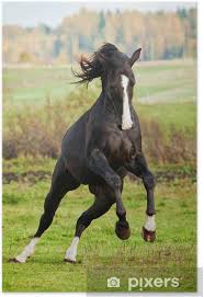 Süddeutschen körung in neustadt/d., nov. Poster Schwarzer Hengst Auf Der Wiese Pixers Wir Leben Um Zu Verandern