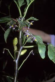 Image result for Solanum litoraneum